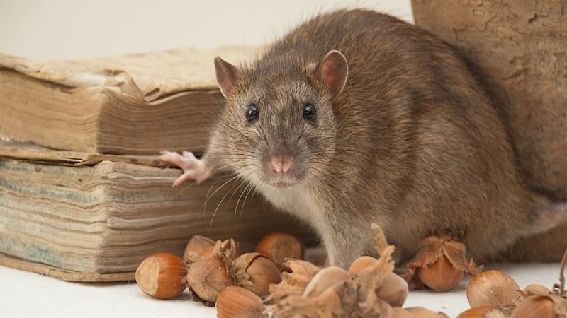 Tips Alami Dan Ampuh Mengusir Tikus Di Rumah Dengan Bau-bauan